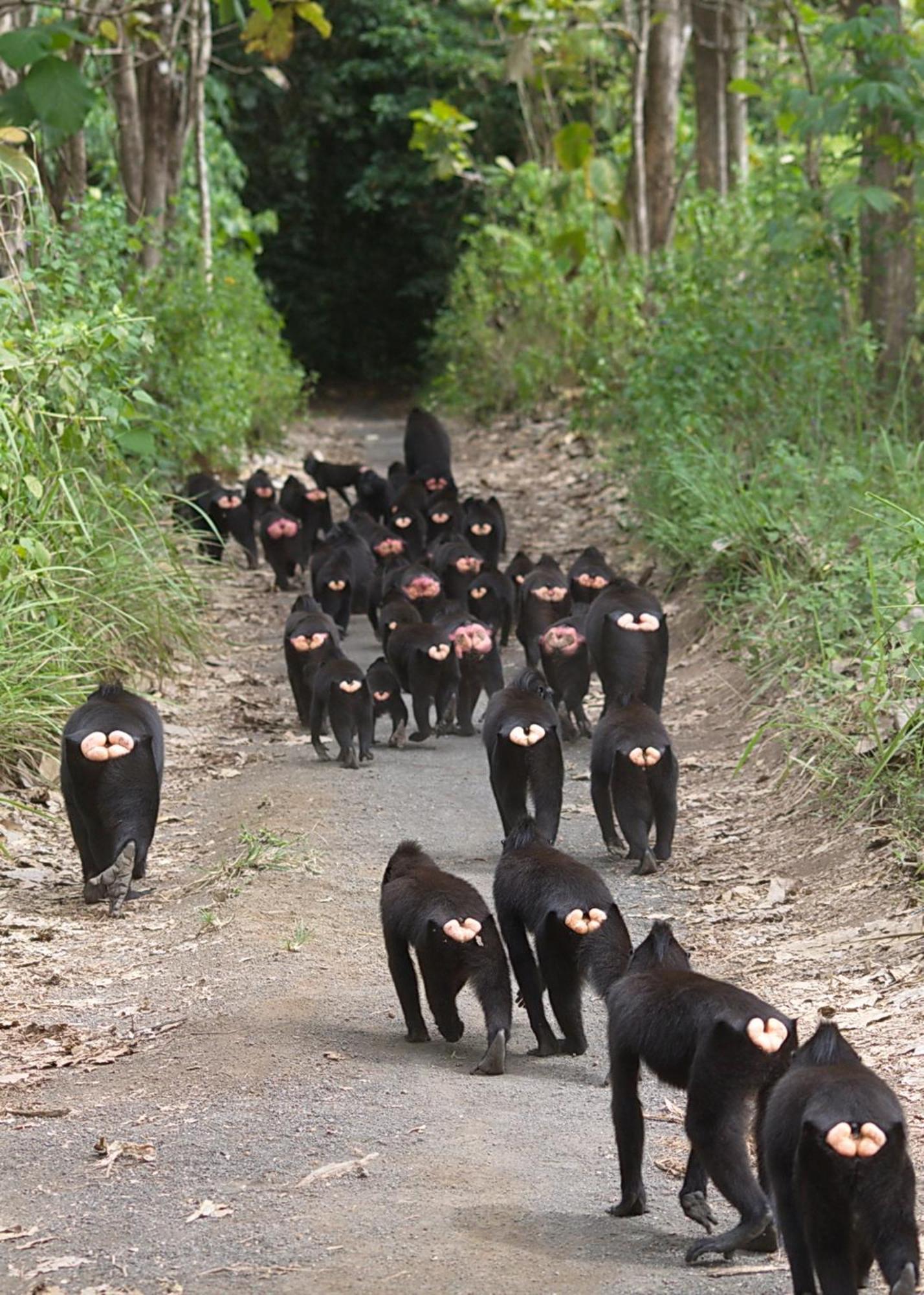 Tangkoko Macaca Hotel Rinondoran ภายนอก รูปภาพ