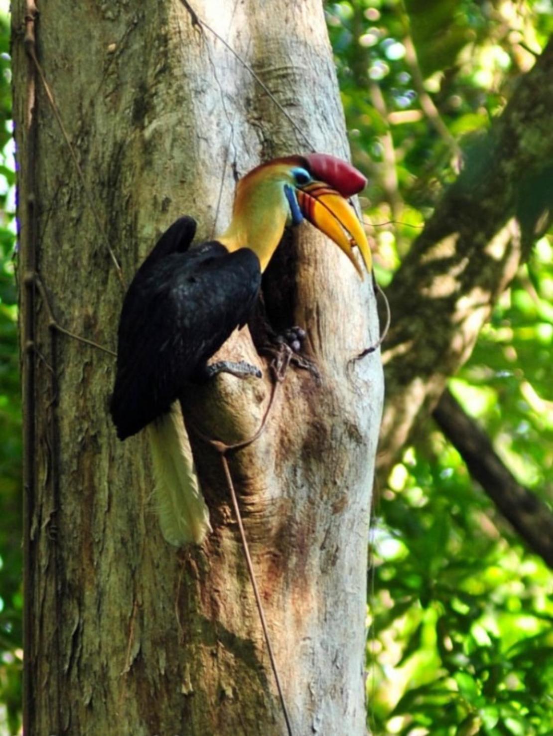 Tangkoko Macaca Hotel Rinondoran ภายนอก รูปภาพ