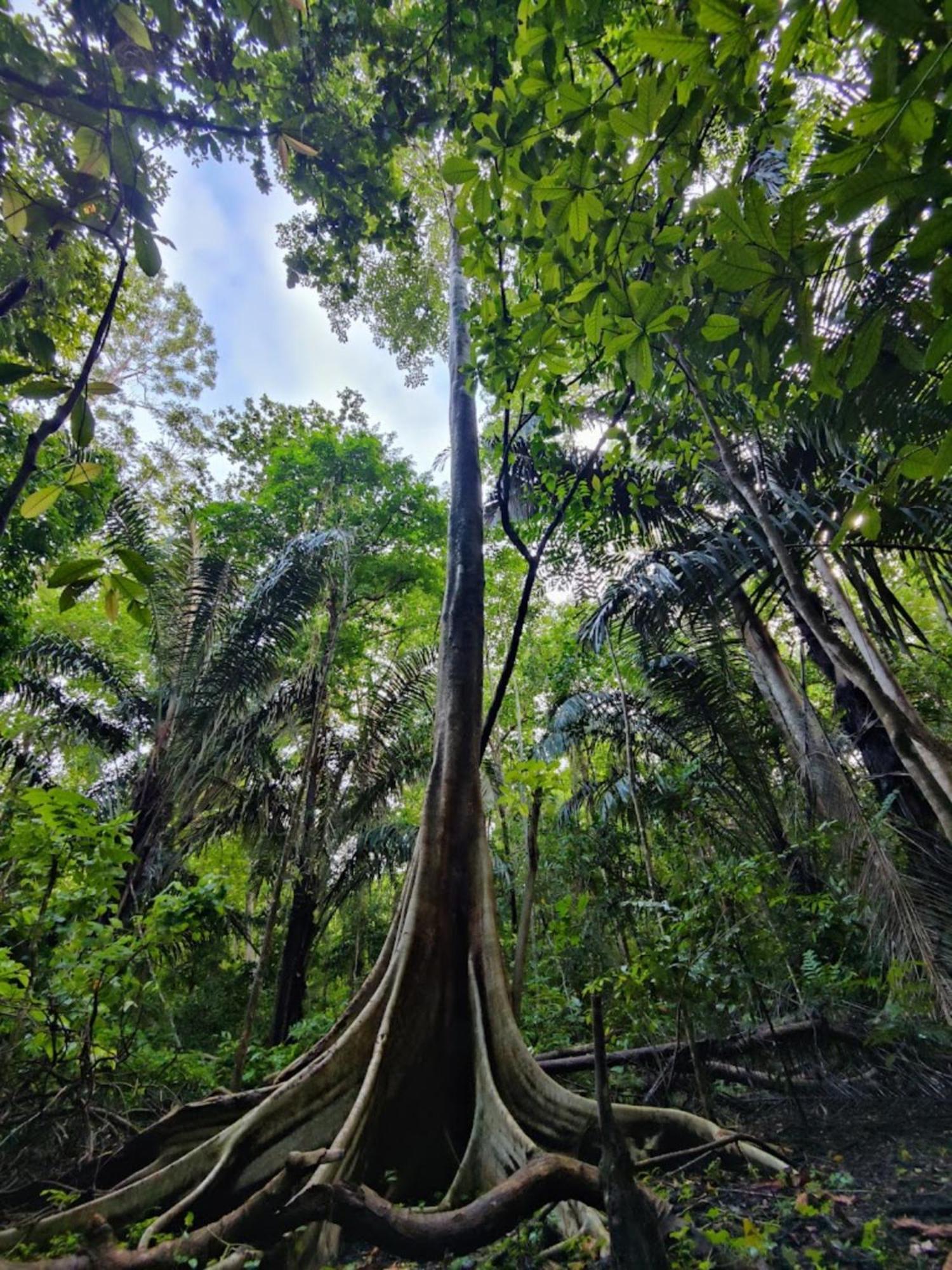 Tangkoko Macaca Hotel Rinondoran ภายนอก รูปภาพ