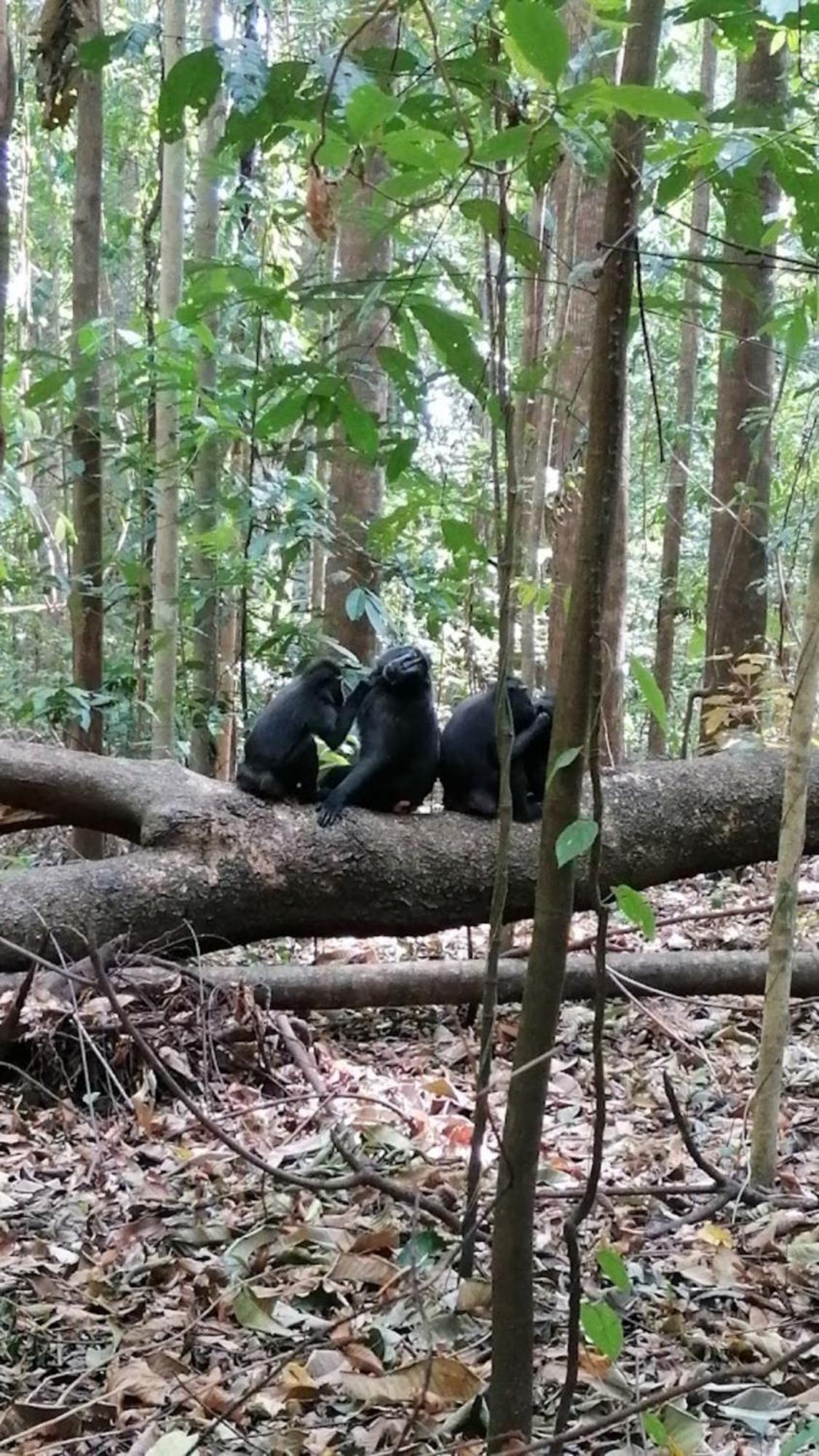 Tangkoko Macaca Hotel Rinondoran ภายนอก รูปภาพ